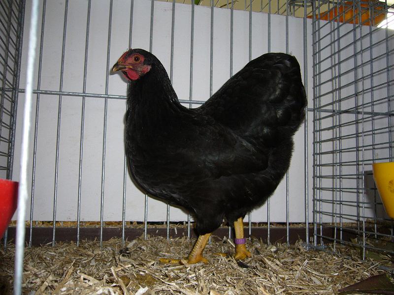 Delbrueck 2008 078.jpg - Zwerg Wyandotten schwarz von Lars Martin Lummer sg 95 SE